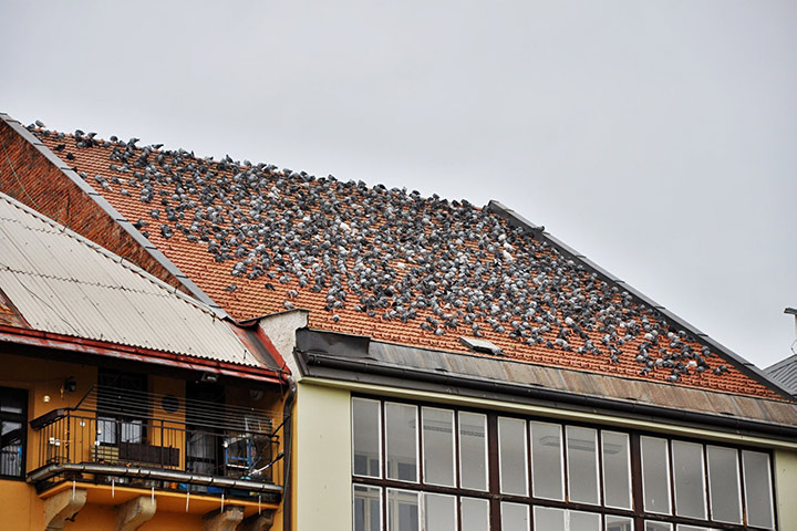 A2B Pest Control are able to install spikes to deter birds from roofs in Bloxwich. 