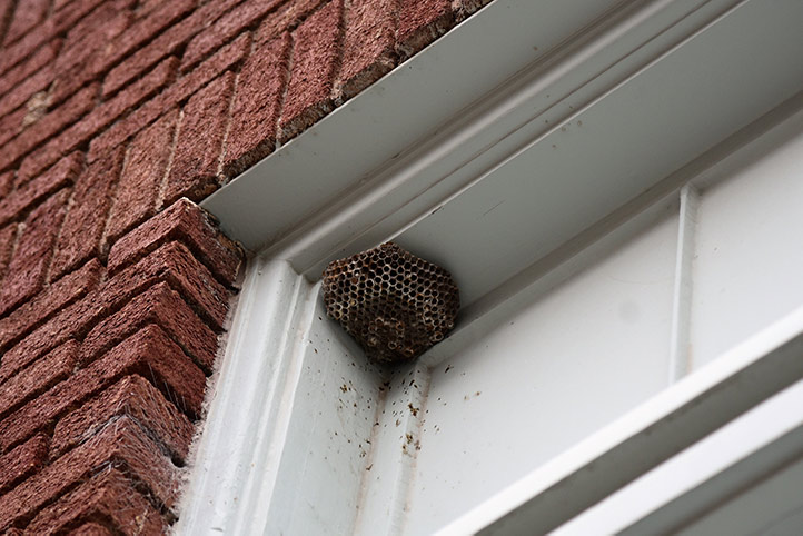 We provide a wasp nest removal service for domestic and commercial properties in Bloxwich.